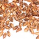 ��ǰ�̹���